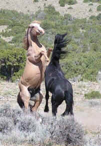 Picture of wild mustangs at the BICA